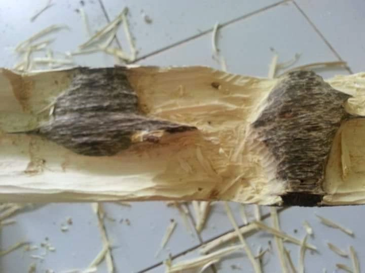 Harvesting