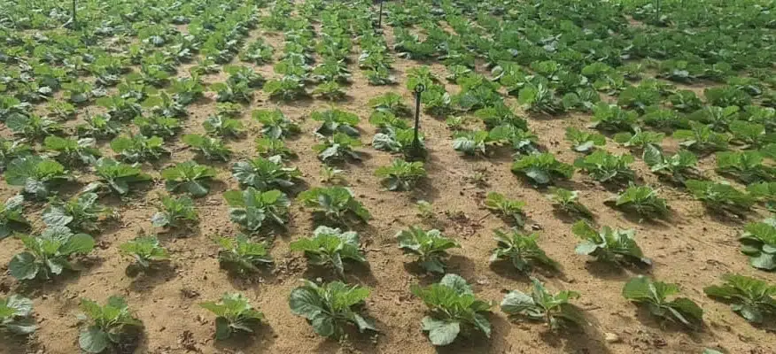 Plantation