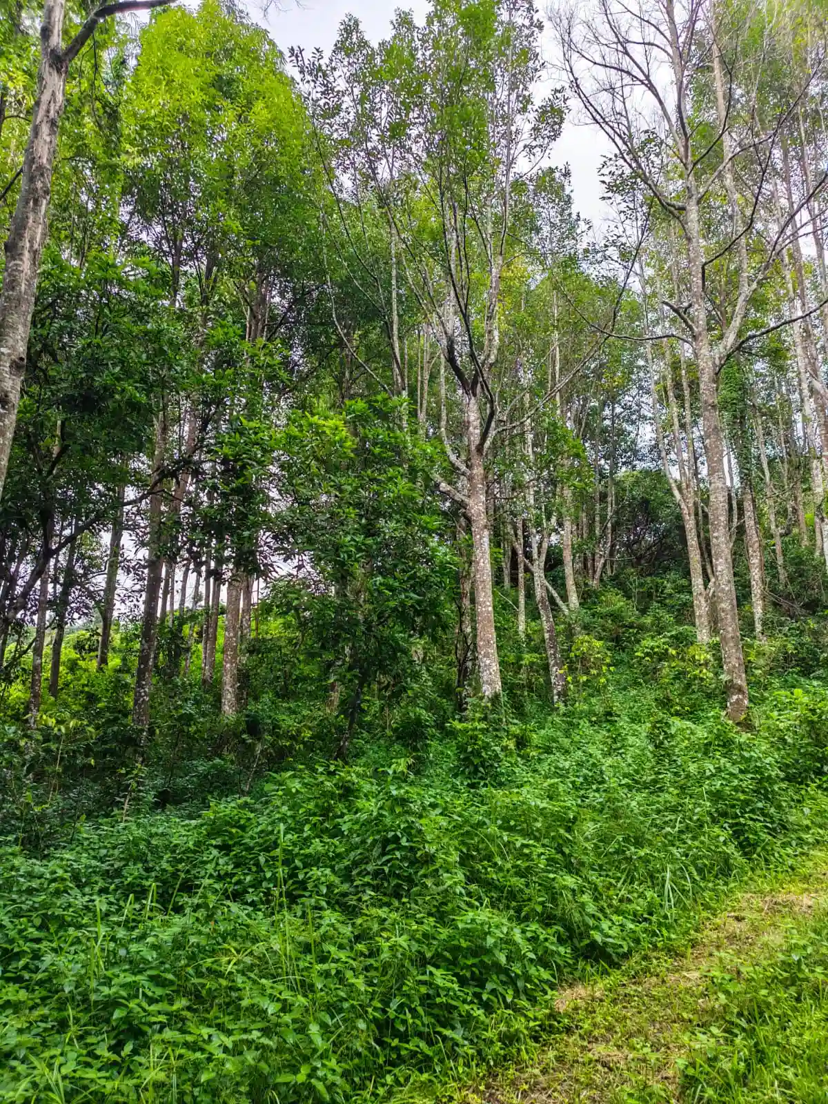 Agarwood Plantation Forest