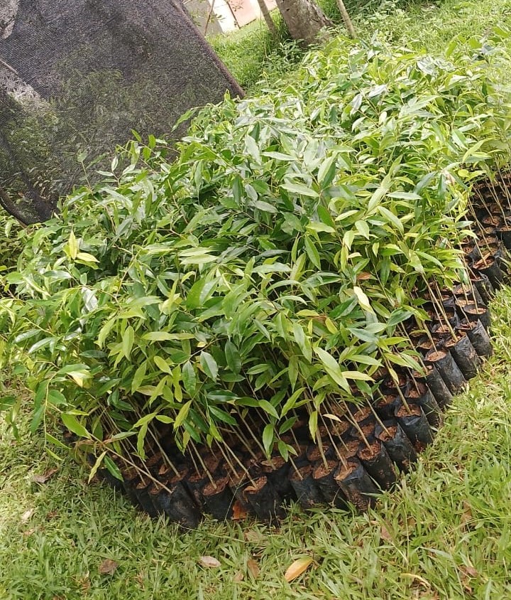 Plantation